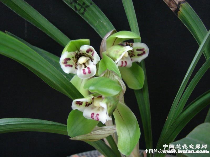 春兰三圣(荷瓣三星蝶)带花带芽