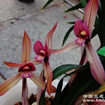 贵州下山宽叶春兰红草红素1苗1大芽 - 中国兰花交易网