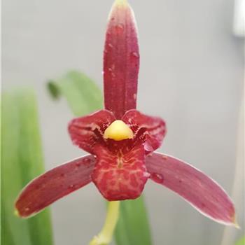 学元红素-带大芽