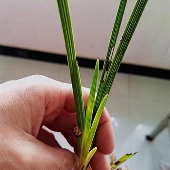 下山蕙兰叶形变艺草