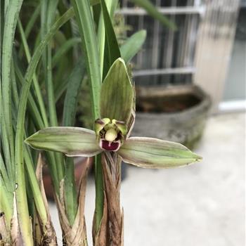 春兰红唇水仙(红舌头)带花 0起拍 222